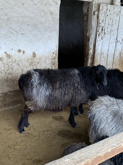 Қой сатылады,семіз