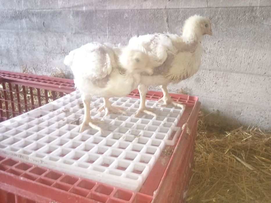 Pui rasa mixta și de carne