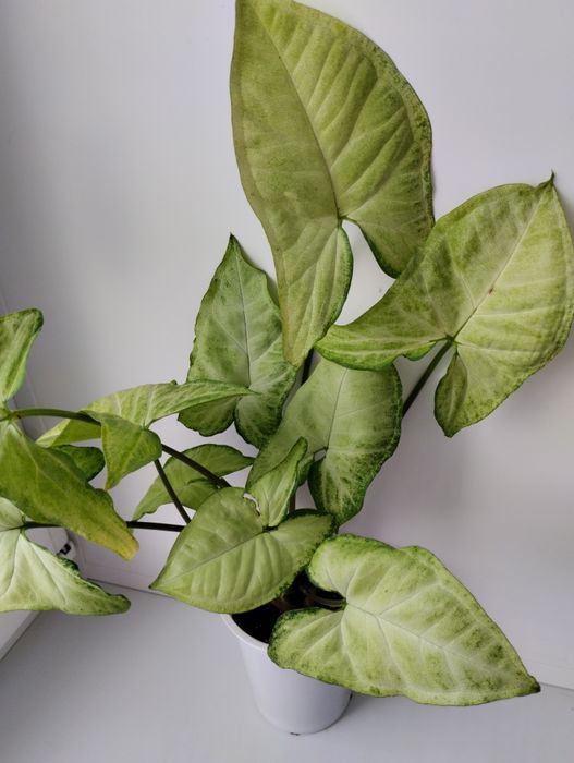 Продам сингониум.