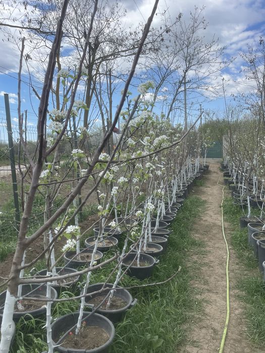 Pomi fructiferi pe rod