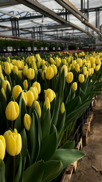 Тюльпаны премиум класса к 8 Марта!