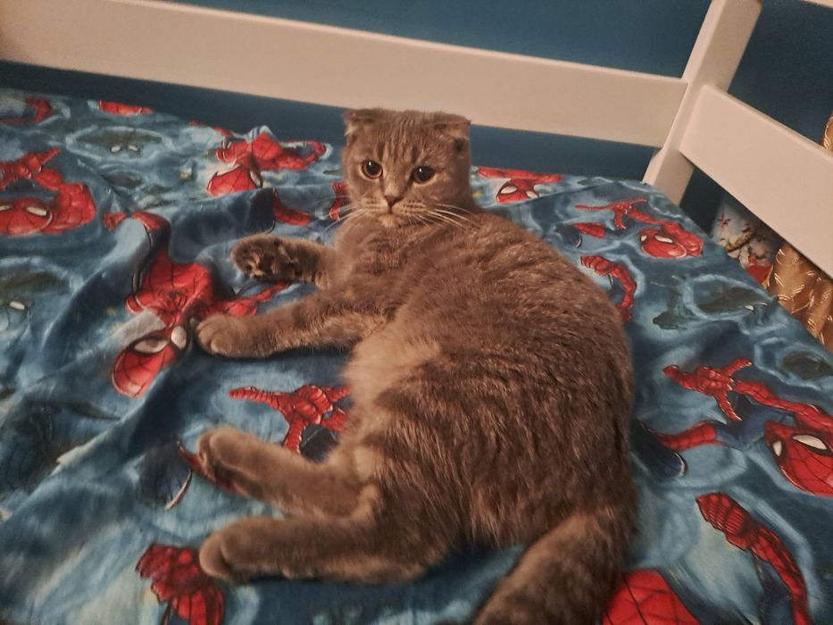 Кошечка ищет котика на вязку.