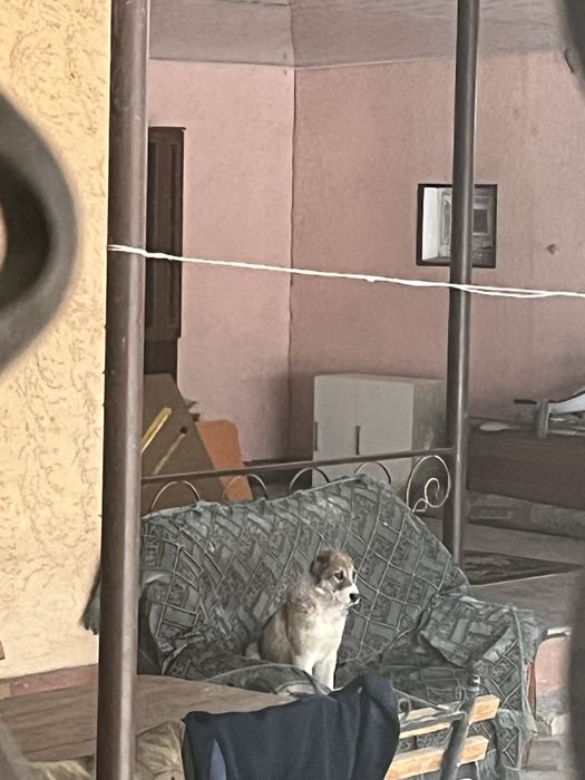 Алабай күшік мықты ұрғашы