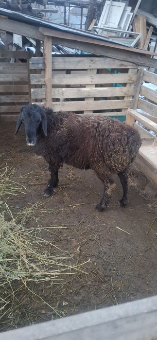 Гиссар чистокровный,баран