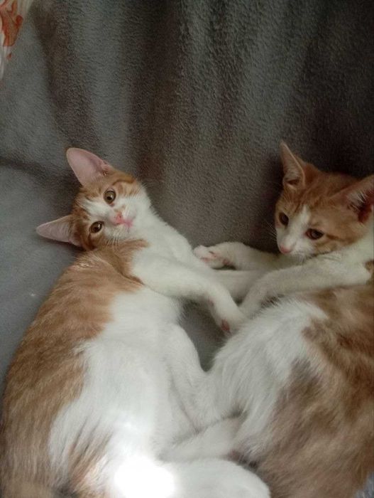 отдам котят в добрые руки .