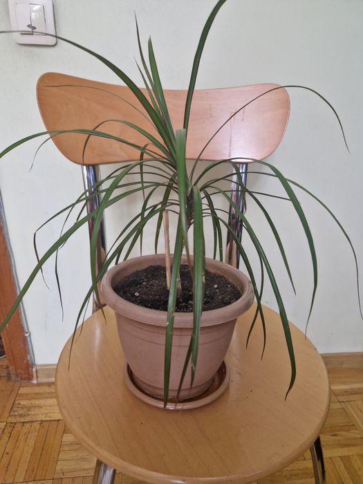 Продам Фикус  Бенджамина