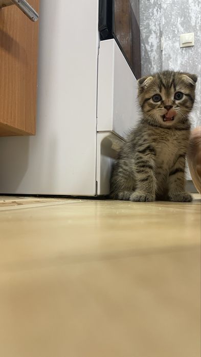 Продам котенка мальчик