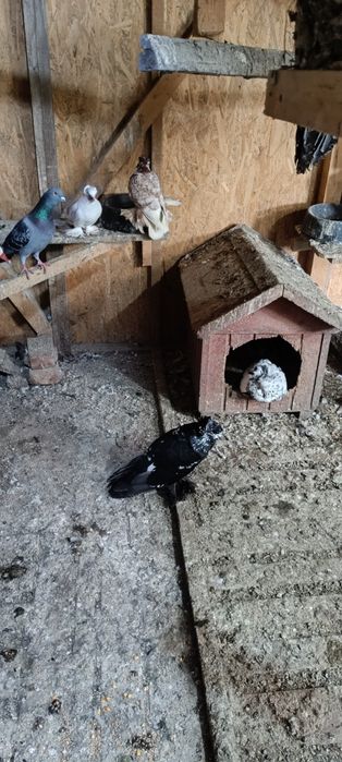 Porumbei diferite rase