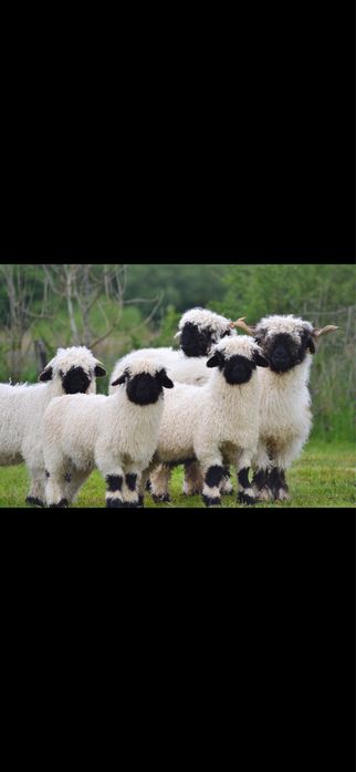 Miel Elvetian rasa Valis Blackmose