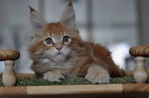Мейн кун котята.