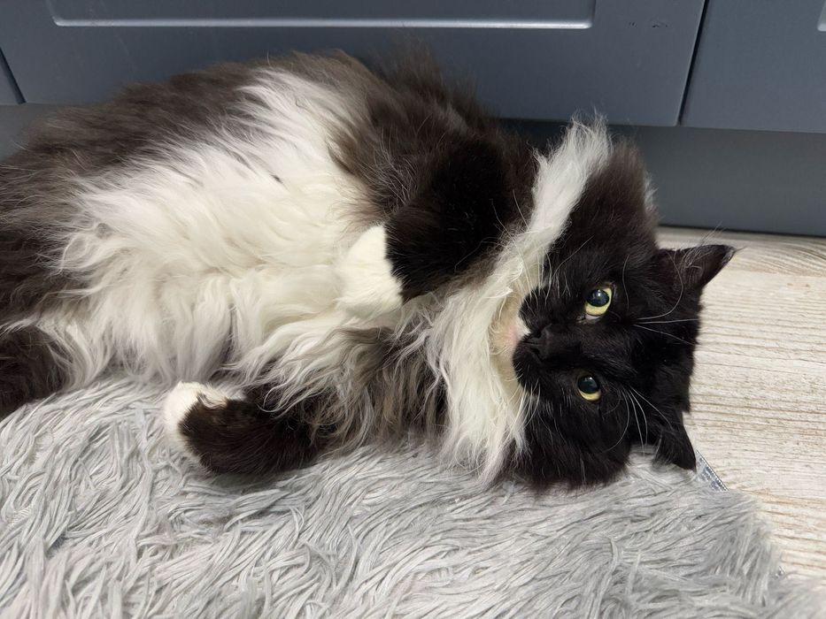 Отдам кота в хорошие руки