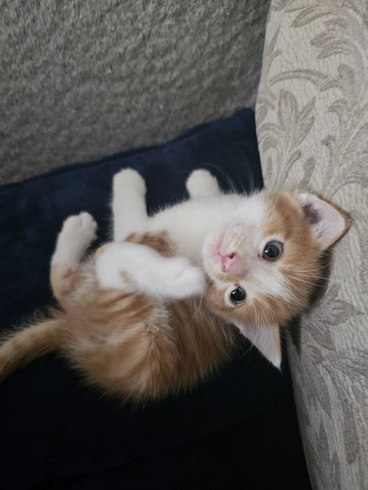 Отдам котят в хорошие руки