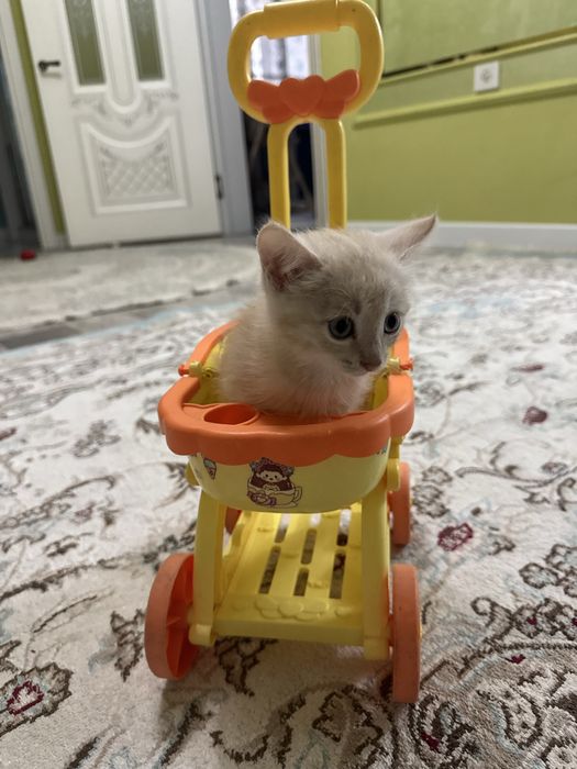 Отдам котянка в добрые руки