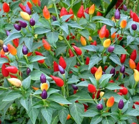 Острый перчик.Рассада