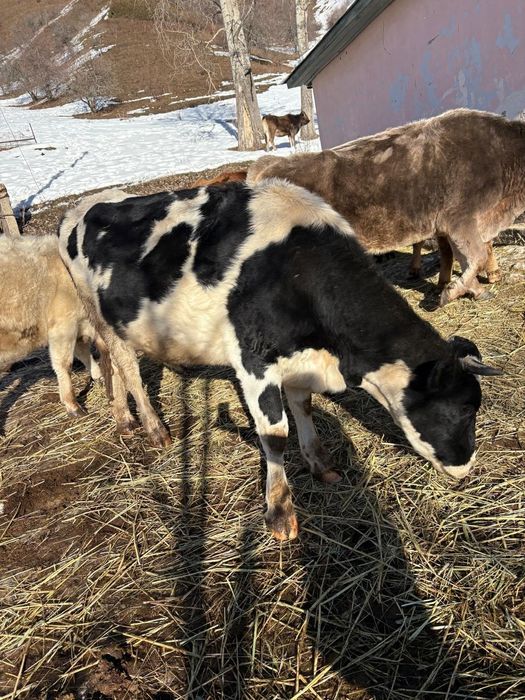 Продам коров,телят реальным клиентам