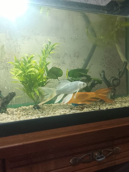 Аквариумный рыбка