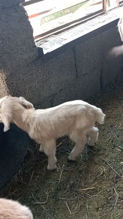 Теке лақтар альпи битал