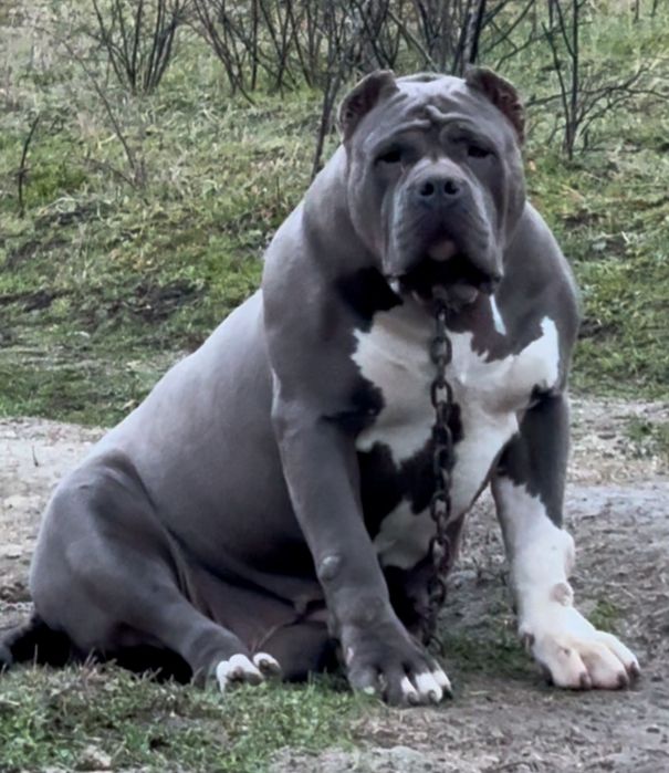 American bully XL / Американско були ХЛ