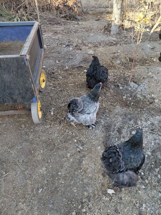 Тоза кохинлар сотилади 3 та макиён 1 та хуроз