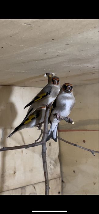 Птицы щеглы