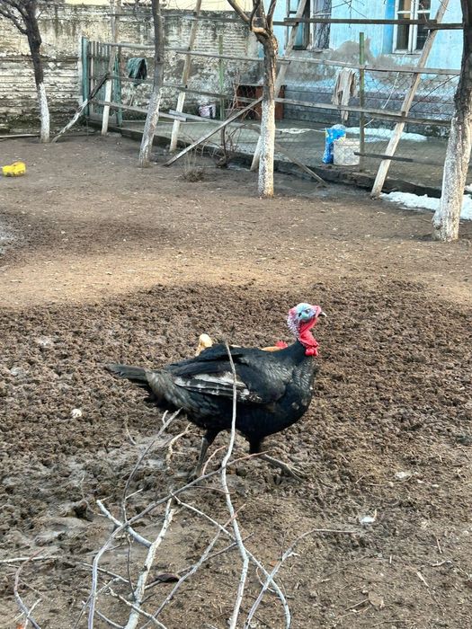 Индюки продам срочна