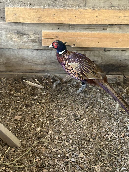 Фазаны самцы по 7 тысяч тенге.