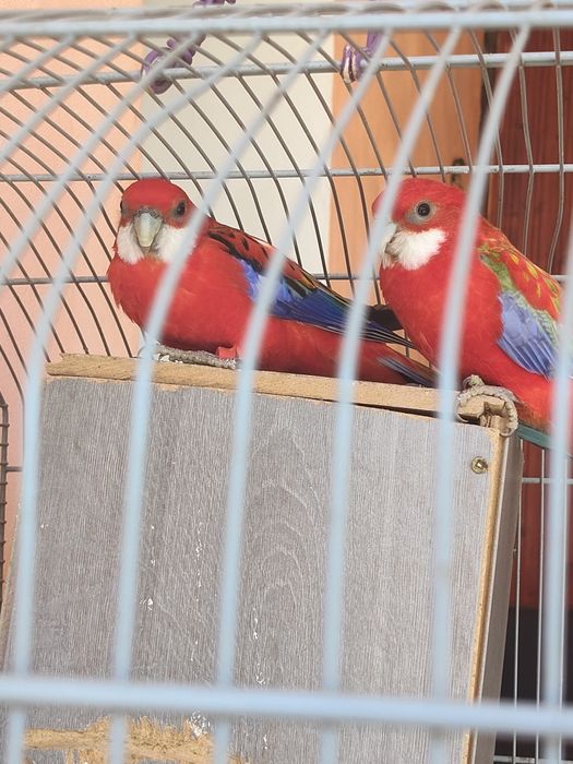 Papagali Rosella de vânzare (Urgent)