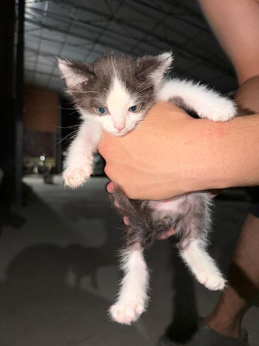 Бесплатно отдам котенка