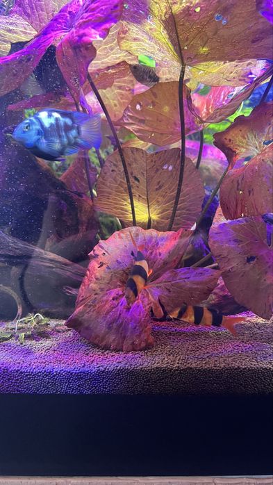 Продам аквариум