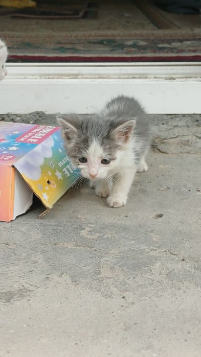 Отдам котят в добрые руки бесплатно