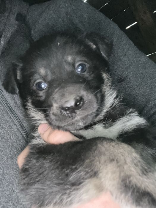 Отдам щенка в добрые руки