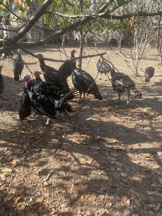 Ундиктер сатылады