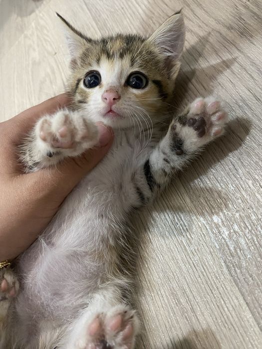 Котенок 1,5 меясц