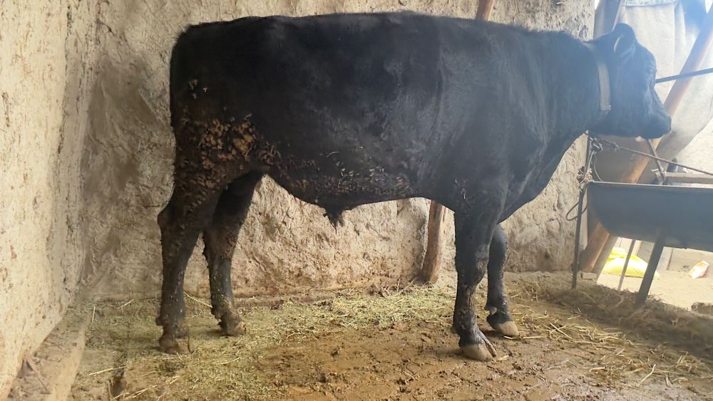 Angus buqamiz tushunganlar uchun .Toza angus