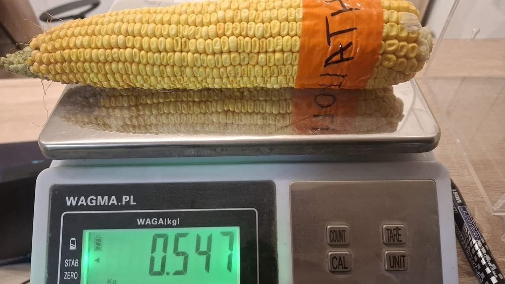 GOLIATH - Campion in Europa la porumb siloz