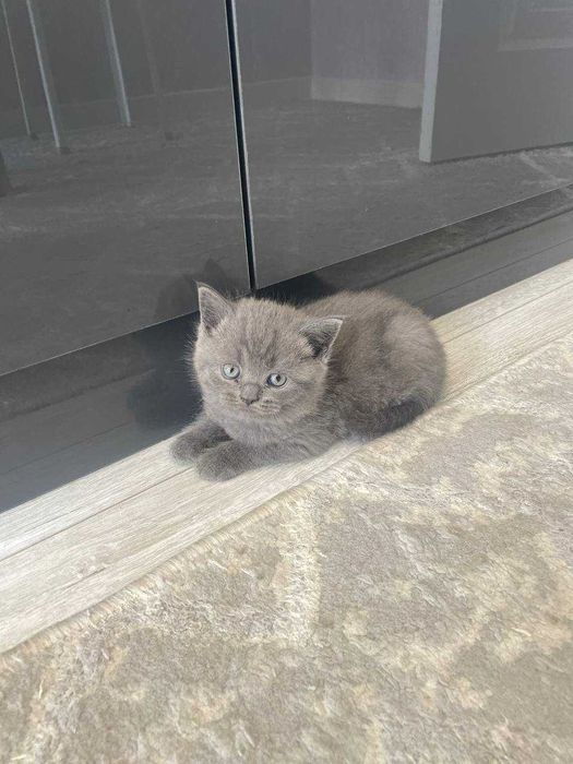 Элитные котята от чистокровных родителей!!!