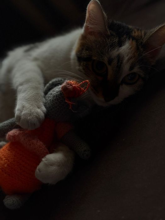 Домашняя кошечка