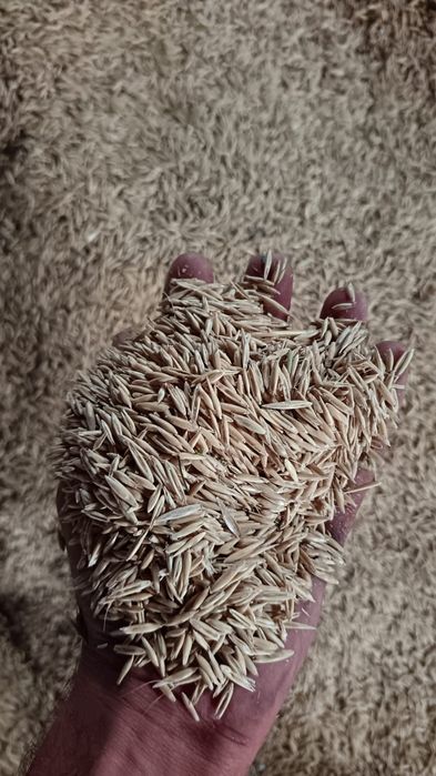 Ovăz de primăvară