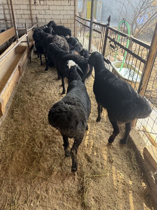 Qoʻshqorlar sotamiz qoylar qoʻylar