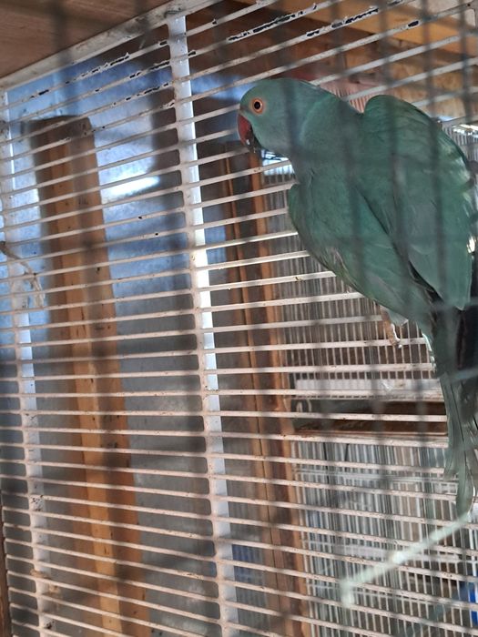 Micul Alexandru maturi