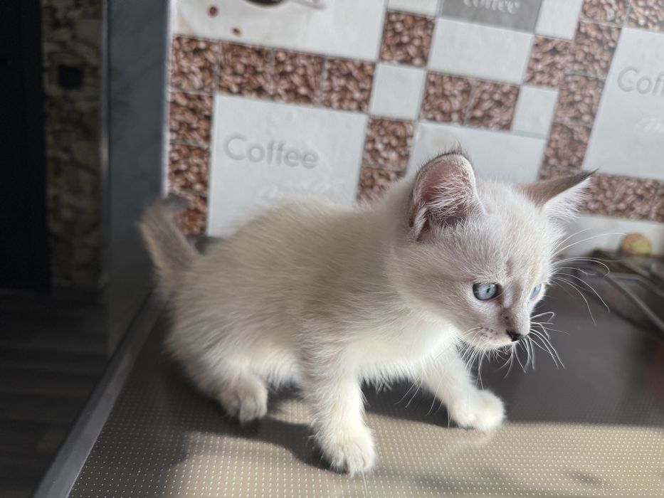 Отдам котят в добрые руки