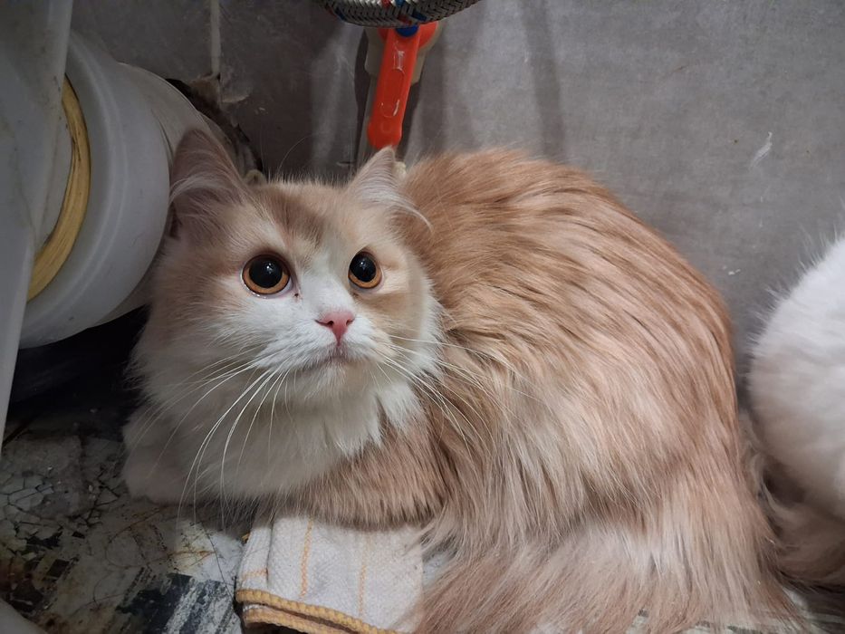 Отдам кошек в добрые руки