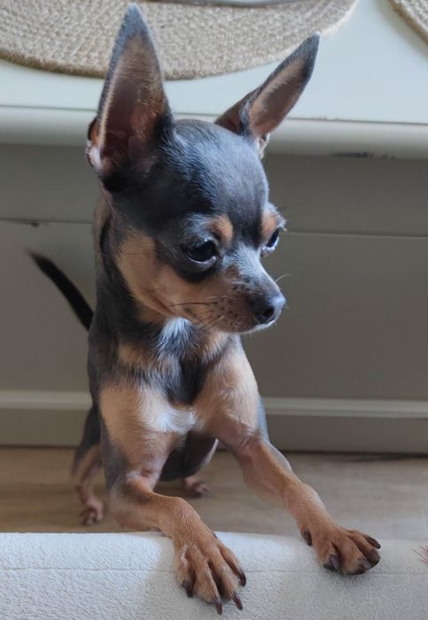 Мини пинчер  със специални нужди търси дом