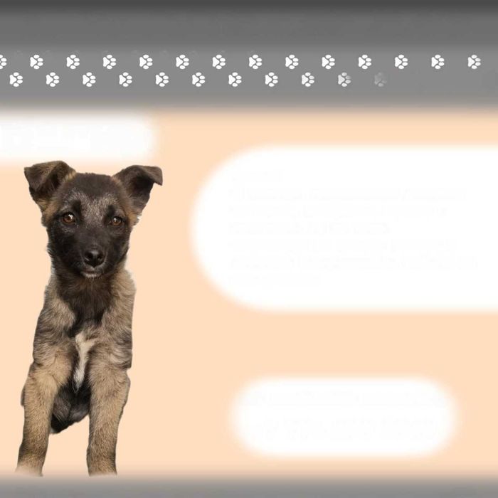 Ищем любящих хозяев