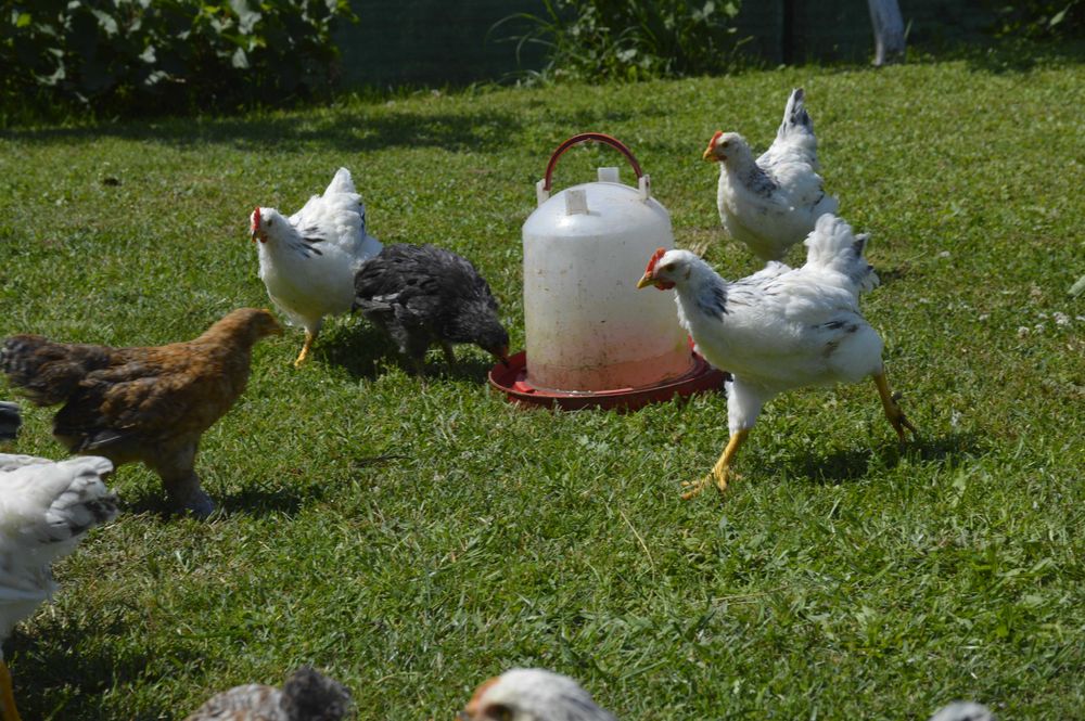 Pui de gaina 3 luni Brahma si Sussex