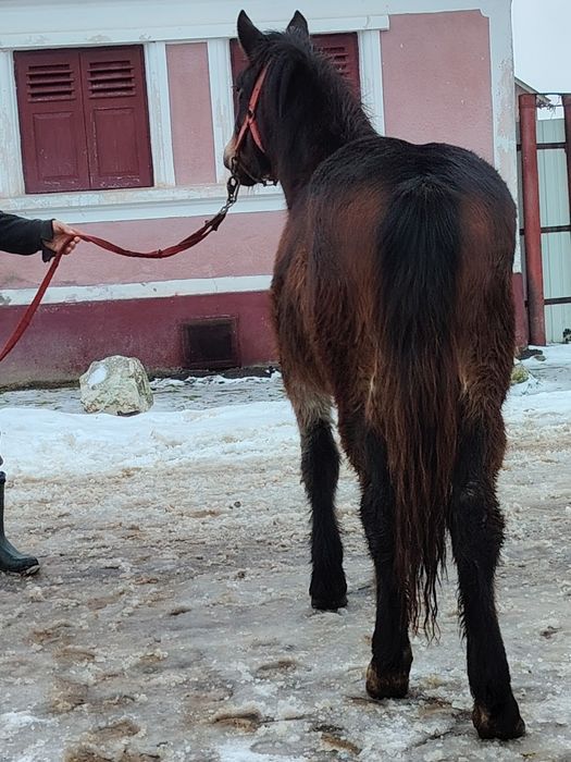 Mânză disponibilă