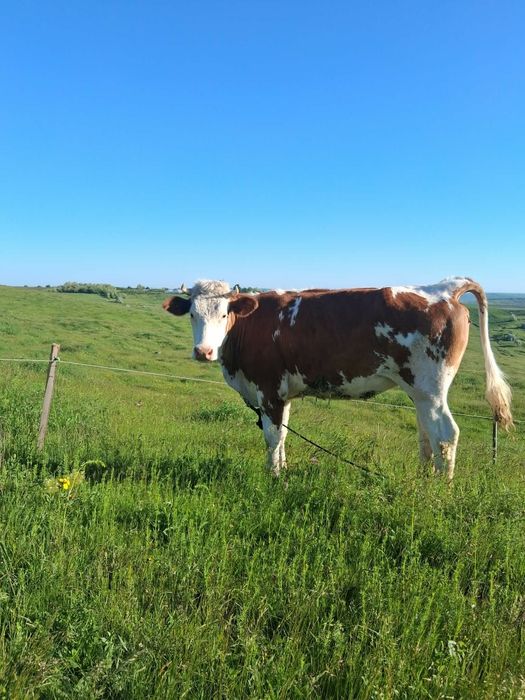 Vand vitica tanara