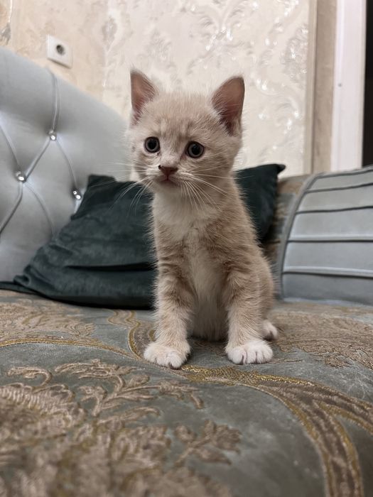 Котятки ищут хозяев