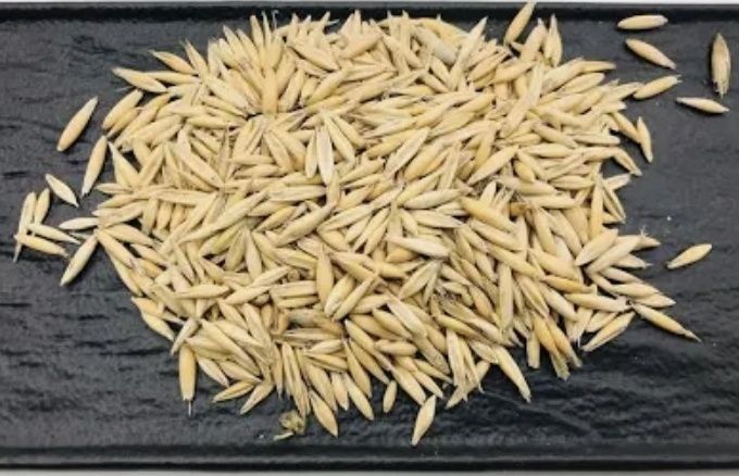 Овёс ,мешок, со своего хозяйства