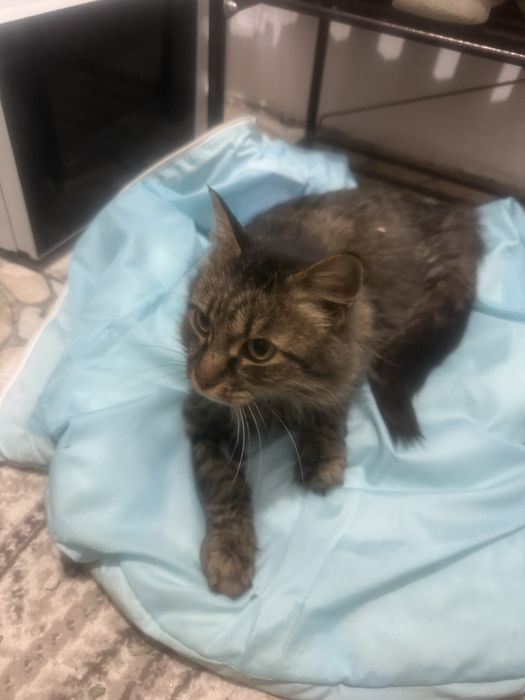 Отдам кошку в добрые руки